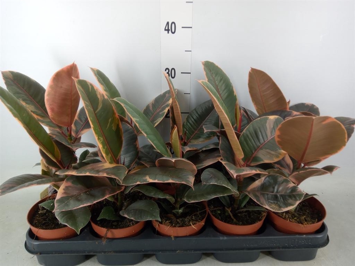 <h4>Ficus elastica 'Belize'</h4>
