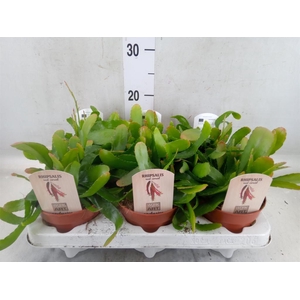Rhipsalis   ...