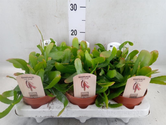 <h4>Rhipsalis   ...</h4>