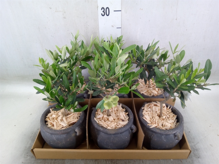 <h4>Arr.   Tuinplanten L%</h4>