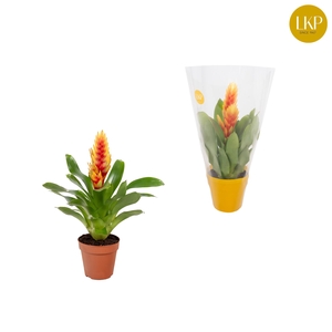 Vriesea Cato Oranje (Met Hoes)