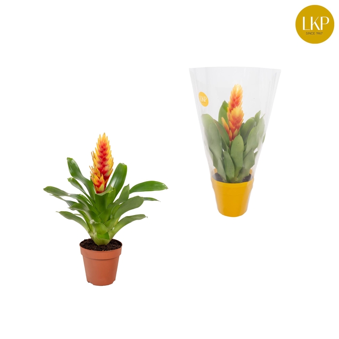 <h4>Vriesea Cato Oranje (Met Hoes)</h4>