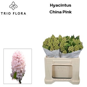HYAC CHINA PINK 566