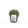 Saxifraga Pixie White