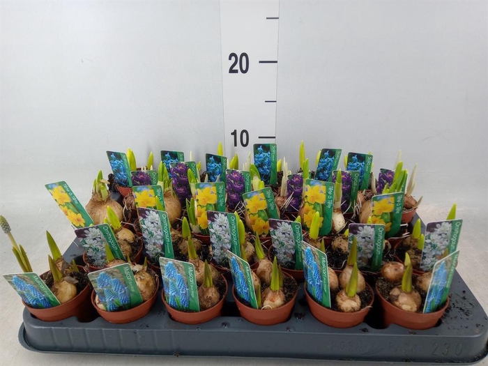 <h4>Bolbloemen   ...mix</h4>