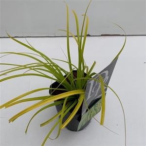 Carex 'Everillo'