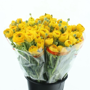 Ran El Sr Yellow Super