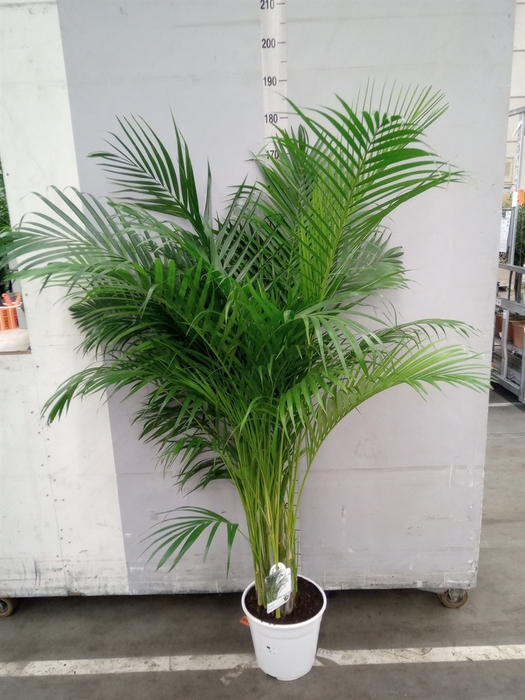 <h4>Dypsis lutescens   ...Chrysalidoca</h4>