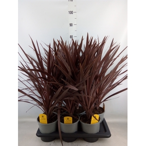 Cordyline austr. 'Red Star'