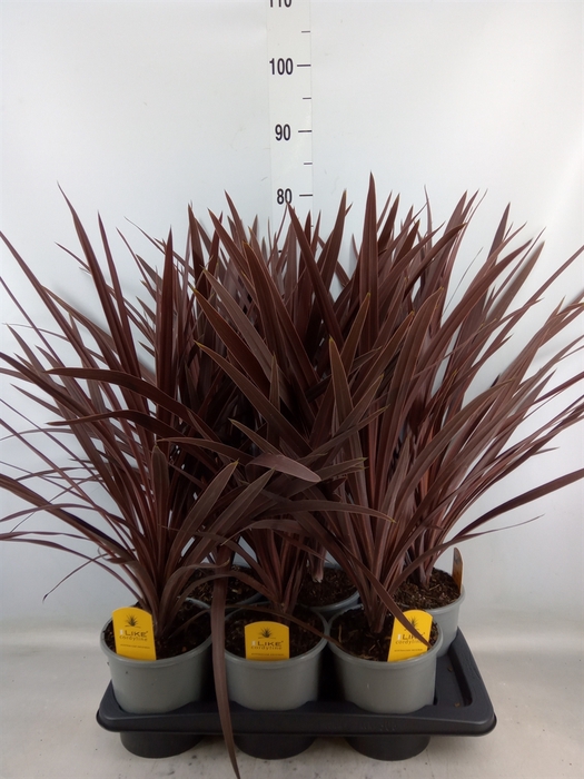 <h4>Cordyline austr. 'Red Star'</h4>