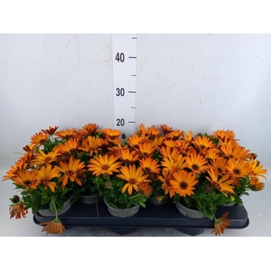 Osteospermum  'Senorita Lucia'