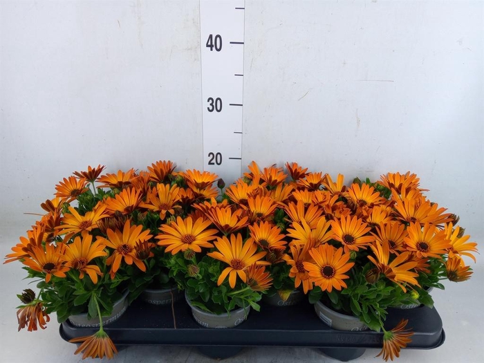 <h4>Osteospermum  'Senorita Lucia'</h4>