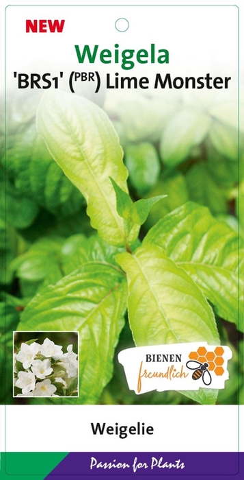 Weigela overig