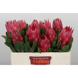 Protea Cynaroides Madiba