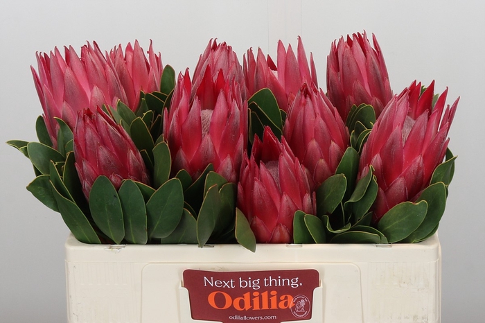 <h4>Protea Cynaroides Madiba</h4>