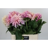 Dahlia Cafe Au Lait