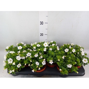 Calibrachoa  'Minifam White'