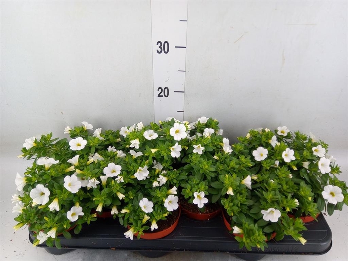 <h4>Calibrachoa  'Minifam White'</h4>