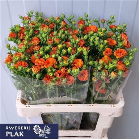 <h4>GEUM TROPIC TEMPEST</h4>