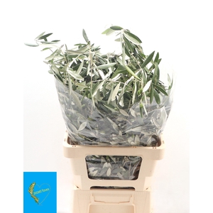 OLEA EUROPAEA BS