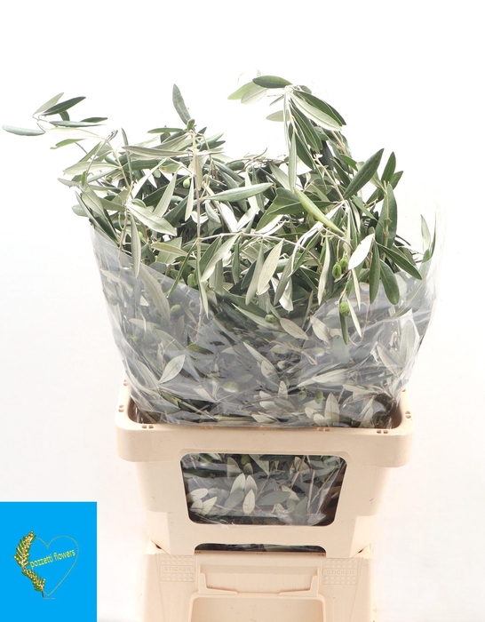 <h4>OLEA EUROPAEA BS</h4>