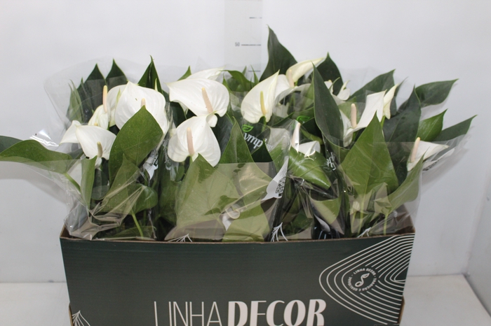 <h4>ANTHURIUM WHITE WINNER P15 BRANCO</h4>