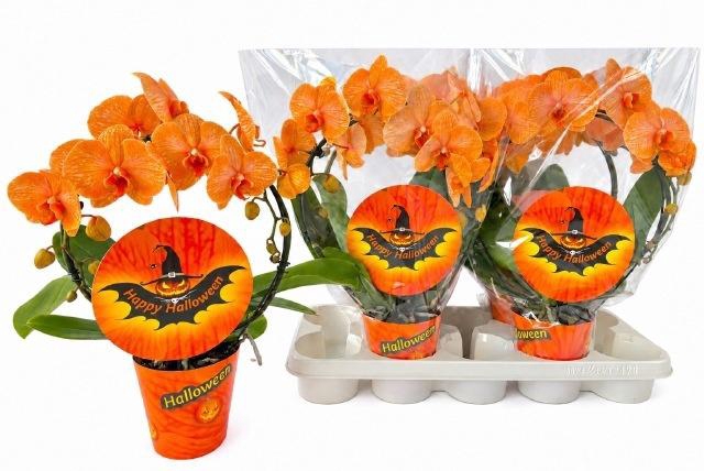 <h4>PHAL OV</h4>