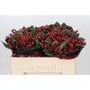 Hypericum True Romance