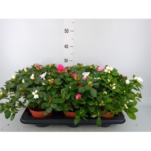 Rhododendron sim. 'Hellmut V' .mix