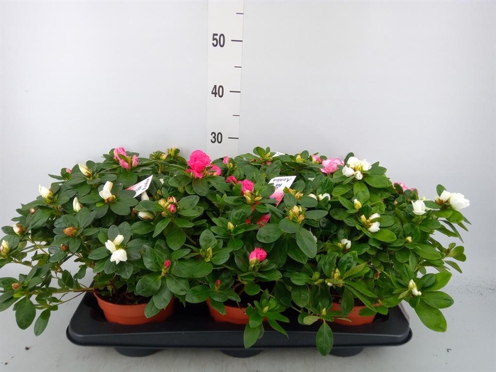 <h4>Rhododendron sim. 'Hellmut V' .mix</h4>