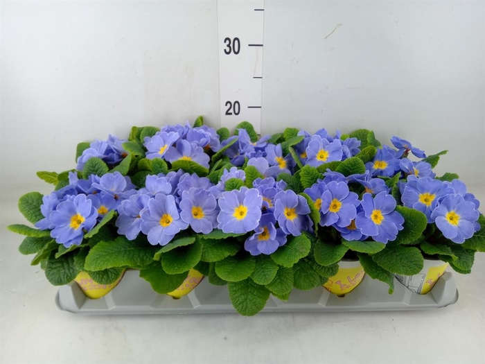 <h4>Primula ac. 'Sirococco Blue'</h4>