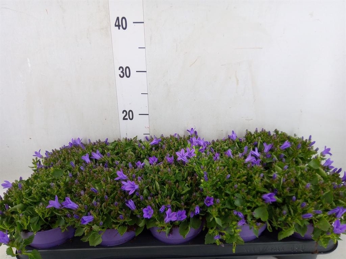<h4>Campanula isoph. 'Campala Iris'</h4>