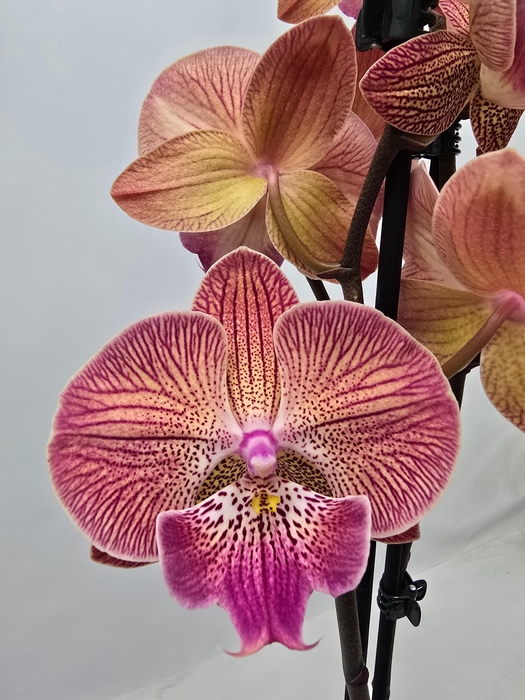 <h4>Limited 78 week 8</h4>