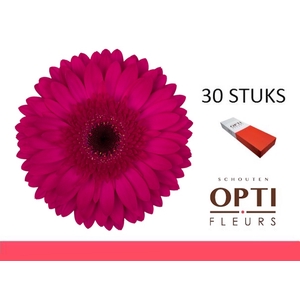 GE GR MARTINI-Doosx30