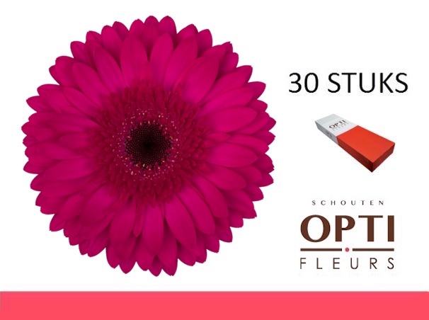 <h4>GE GR MARTINI-Doosx30</h4>