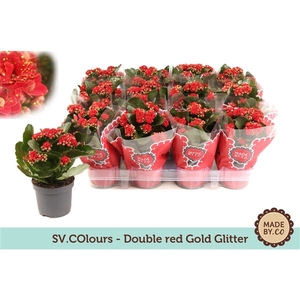 Kalanchoe Double Red + Gold Glitter -Christmas