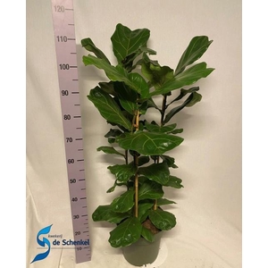 FICUS LYRATA