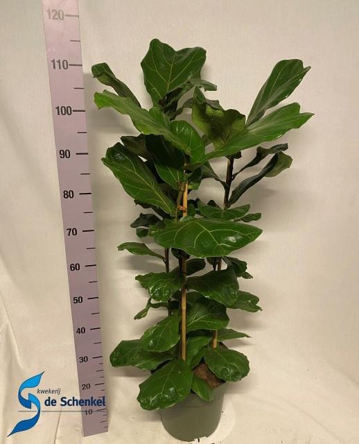 <h4>FICUS LYRATA</h4>