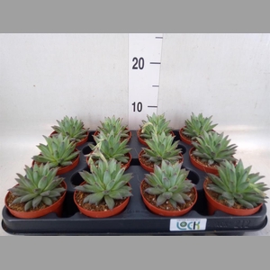 Echeveria hookeri