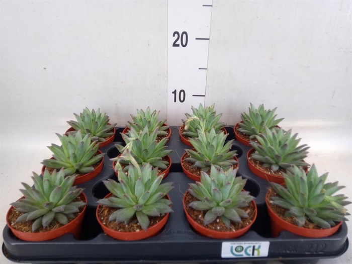 <h4>Echeveria hookeri</h4>