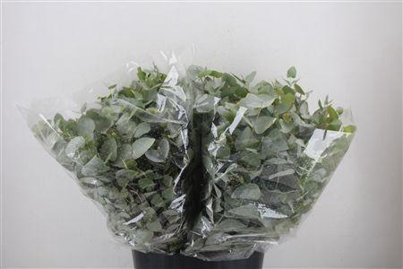 <h4>EUC CINEREA PER BOS</h4>