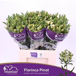 Alst Fl Pinot