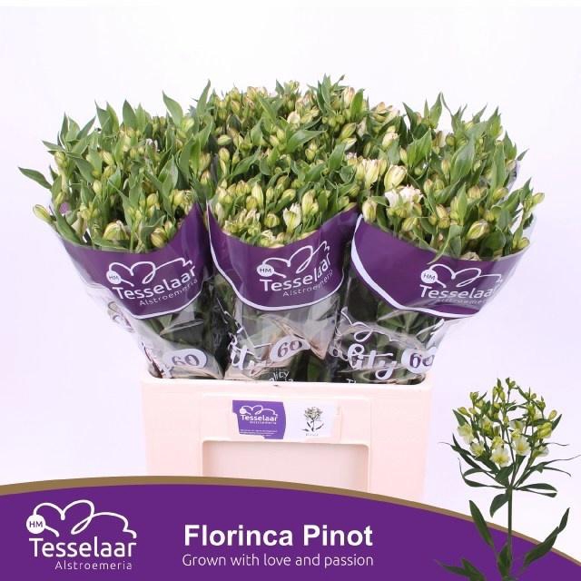 <h4>ALST FL PINOT</h4>
