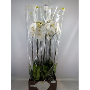 Phalaenopsis   ...white