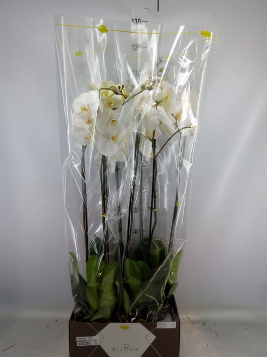 <h4>Phalaenopsis   ...white</h4>