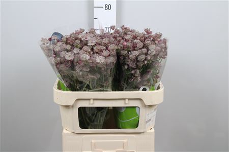 <h4>Astrantia major 'Star of Africa'</h4>