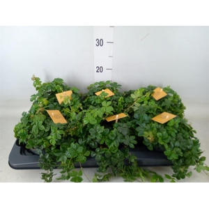 Parthenocissus inserta