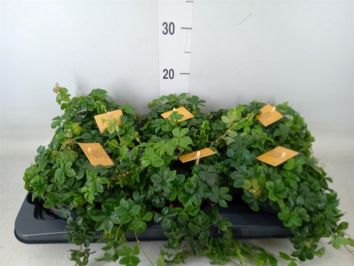 <h4>Parthenocissus inserta</h4>