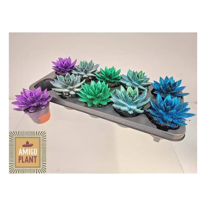 <h4>ECHEV MIRANDA</h4>