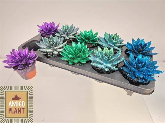 <h4>ECHEV MIRANDA</h4>